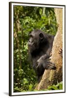 Africa, Uganda, Kibale National Park. A female chimpanzee eats dead wood.-Kristin Mosher-Framed Premium Photographic Print