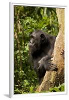 Africa, Uganda, Kibale National Park. A female chimpanzee eats dead wood.-Kristin Mosher-Framed Premium Photographic Print