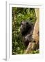 Africa, Uganda, Kibale National Park. A female chimpanzee eats dead wood.-Kristin Mosher-Framed Photographic Print