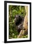 Africa, Uganda, Kibale National Park. A female chimpanzee eats dead wood.-Kristin Mosher-Framed Photographic Print