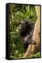 Africa, Uganda, Kibale National Park. A female chimpanzee eats dead wood.-Kristin Mosher-Framed Stretched Canvas