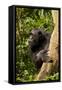 Africa, Uganda, Kibale National Park. A female chimpanzee eats dead wood.-Kristin Mosher-Framed Stretched Canvas