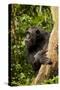 Africa, Uganda, Kibale National Park. A female chimpanzee eats dead wood.-Kristin Mosher-Stretched Canvas