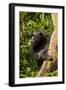 Africa, Uganda, Kibale National Park. A female chimpanzee eats dead wood.-Kristin Mosher-Framed Photographic Print