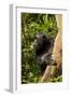 Africa, Uganda, Kibale National Park. A female chimpanzee eats dead wood.-Kristin Mosher-Framed Photographic Print