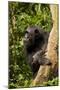 Africa, Uganda, Kibale National Park. A female chimpanzee eats dead wood.-Kristin Mosher-Mounted Photographic Print