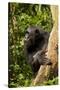 Africa, Uganda, Kibale National Park. A female chimpanzee eats dead wood.-Kristin Mosher-Stretched Canvas