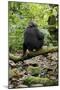 Africa, Uganda, Kibale National Park. A juvenile chimp sits on a branch over a stream.-Kristin Mosher-Mounted Photographic Print