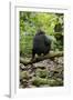 Africa, Uganda, Kibale National Park. A juvenile chimp sits on a branch over a stream.-Kristin Mosher-Framed Photographic Print