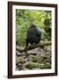 Africa, Uganda, Kibale National Park. A juvenile chimp sits on a branch over a stream.-Kristin Mosher-Framed Photographic Print