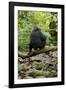 Africa, Uganda, Kibale National Park. A juvenile chimp sits on a branch over a stream.-Kristin Mosher-Framed Photographic Print