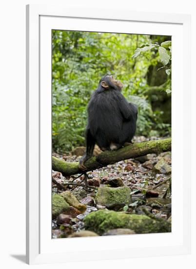 Africa, Uganda, Kibale National Park. A juvenile chimp sits on a branch over a stream.-Kristin Mosher-Framed Premium Photographic Print