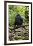 Africa, Uganda, Kibale National Park. A juvenile chimp sits on a branch over a stream.-Kristin Mosher-Framed Premium Photographic Print