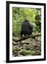 Africa, Uganda, Kibale National Park. A juvenile chimp sits on a branch over a stream.-Kristin Mosher-Framed Premium Photographic Print