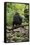 Africa, Uganda, Kibale National Park. A juvenile chimp sits on a branch over a stream.-Kristin Mosher-Framed Stretched Canvas