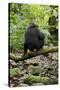 Africa, Uganda, Kibale National Park. A juvenile chimp sits on a branch over a stream.-Kristin Mosher-Stretched Canvas