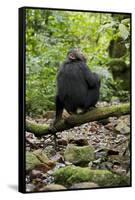 Africa, Uganda, Kibale National Park. A juvenile chimp sits on a branch over a stream.-Kristin Mosher-Framed Stretched Canvas