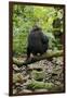 Africa, Uganda, Kibale National Park. A juvenile chimp sits on a branch over a stream.-Kristin Mosher-Framed Photographic Print