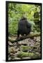 Africa, Uganda, Kibale National Park. A juvenile chimp sits on a branch over a stream.-Kristin Mosher-Framed Photographic Print