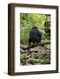 Africa, Uganda, Kibale National Park. A juvenile chimp sits on a branch over a stream.-Kristin Mosher-Framed Photographic Print