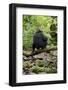 Africa, Uganda, Kibale National Park. A juvenile chimp sits on a branch over a stream.-Kristin Mosher-Framed Photographic Print