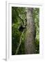 Africa, Uganda, Kibale National Park. A juvenile chimpanzee climbs a vine.-Kristin Mosher-Framed Photographic Print