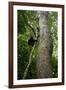 Africa, Uganda, Kibale National Park. A juvenile chimpanzee climbs a vine.-Kristin Mosher-Framed Photographic Print