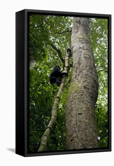 Africa, Uganda, Kibale National Park. A juvenile chimpanzee climbs a vine.-Kristin Mosher-Framed Stretched Canvas