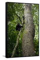 Africa, Uganda, Kibale National Park. A juvenile chimpanzee climbs a vine.-Kristin Mosher-Framed Stretched Canvas