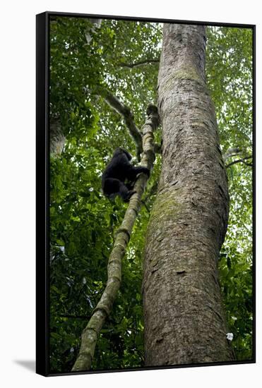 Africa, Uganda, Kibale National Park. A juvenile chimpanzee climbs a vine.-Kristin Mosher-Framed Stretched Canvas