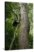 Africa, Uganda, Kibale National Park. A juvenile chimpanzee climbs a vine.-Kristin Mosher-Stretched Canvas