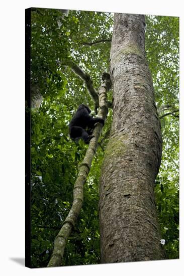 Africa, Uganda, Kibale National Park. A juvenile chimpanzee climbs a vine.-Kristin Mosher-Stretched Canvas