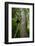 Africa, Uganda, Kibale National Park. A juvenile chimpanzee climbs a vine.-Kristin Mosher-Framed Photographic Print