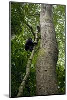 Africa, Uganda, Kibale National Park. A juvenile chimpanzee climbs a vine.-Kristin Mosher-Mounted Photographic Print