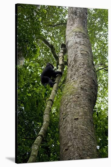 Africa, Uganda, Kibale National Park. A juvenile chimpanzee climbs a vine.-Kristin Mosher-Stretched Canvas