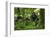 Africa, Uganda, Kibale National Park. A juvenile chimpanzee grooming.-Kristin Mosher-Framed Photographic Print