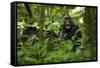 Africa, Uganda, Kibale National Park. A juvenile chimpanzee grooming.-Kristin Mosher-Framed Stretched Canvas