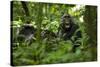 Africa, Uganda, Kibale National Park. A juvenile chimpanzee grooming.-Kristin Mosher-Stretched Canvas