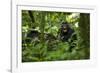 Africa, Uganda, Kibale National Park. A juvenile chimpanzee grooming.-Kristin Mosher-Framed Photographic Print