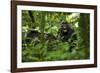 Africa, Uganda, Kibale National Park. A juvenile chimpanzee grooming.-Kristin Mosher-Framed Photographic Print