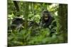 Africa, Uganda, Kibale National Park. A juvenile chimpanzee grooming.-Kristin Mosher-Mounted Photographic Print