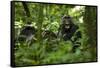 Africa, Uganda, Kibale National Park. A juvenile chimpanzee grooming.-Kristin Mosher-Framed Stretched Canvas