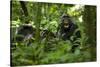 Africa, Uganda, Kibale National Park. A juvenile chimpanzee grooming.-Kristin Mosher-Stretched Canvas