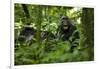 Africa, Uganda, Kibale National Park. A juvenile chimpanzee grooming.-Kristin Mosher-Framed Photographic Print