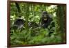 Africa, Uganda, Kibale National Park. A juvenile chimpanzee grooming.-Kristin Mosher-Framed Photographic Print