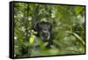 Africa, Uganda, Kibale National Park. A male chimpanzee listens and surveys his surroundings.-Kristin Mosher-Framed Stretched Canvas