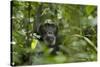 Africa, Uganda, Kibale National Park. A male chimpanzee listens and surveys his surroundings.-Kristin Mosher-Stretched Canvas