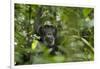 Africa, Uganda, Kibale National Park. A male chimpanzee listens and surveys his surroundings.-Kristin Mosher-Framed Photographic Print