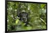 Africa, Uganda, Kibale National Park. A male chimpanzee listens and surveys his surroundings.-Kristin Mosher-Framed Photographic Print