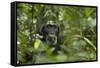 Africa, Uganda, Kibale National Park. A male chimpanzee listens and surveys his surroundings.-Kristin Mosher-Framed Stretched Canvas